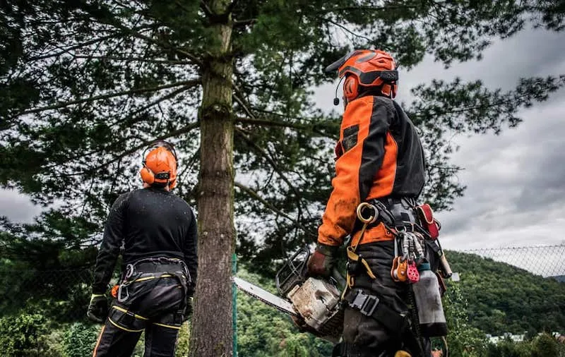 Doi arboristi echipati profesional, cu casti si echipament de siguranta, langa un copac