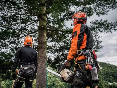 Doi arboristi echipati profesional, cu casti si echipament de siguranta, langa un copac
