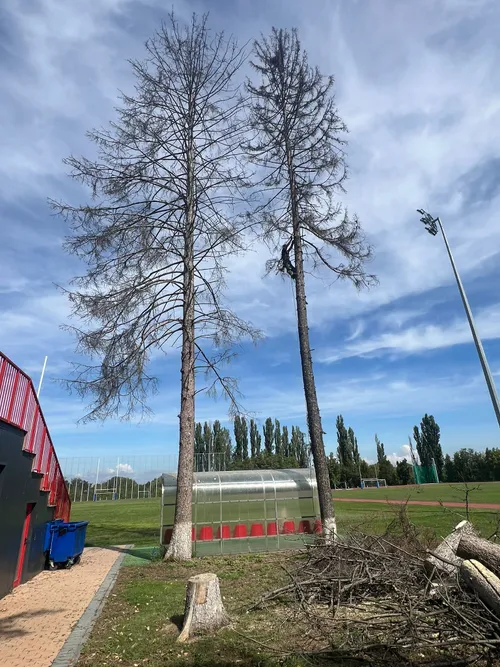 Copaci uscati taiati langa un teren de sport, cu trunchiuri ramase