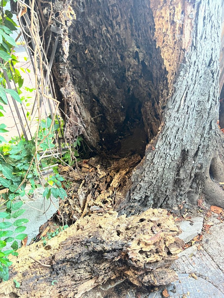 Copac putrezit descoperit si taiat de echipa toaletari pomi